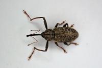 Dorytomus longimanus