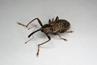 Dorytomus longimanus