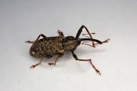 Dorytomus longimanus