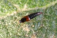 Mycetoporus