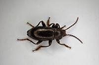 Stenomax aeneus