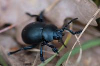 Timarcha tenebricosa