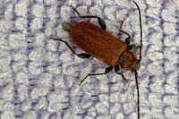 Pyrrhidium sanguineum