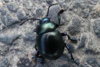 Timarcha goettingensis