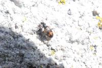 Anthicus antherinus
