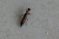 Paederus littoralis