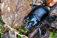 Typhaeus typhoeus