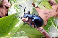 Meloe violaceus