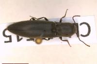 Agriotes pilosellus