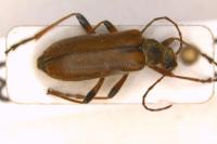 Cortodera humeralis