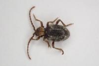 Ptinus bidens
