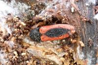 Ampedus sanguinolentus