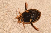 Acilius sulcatus