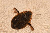 Acilius sulcatus