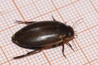 Colymbetes fuscus