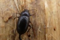 Nalassus laevioctostriatus