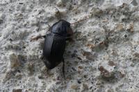 Harpalus dimidiatus