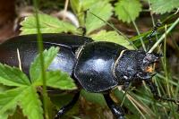 Lucanus cervus
