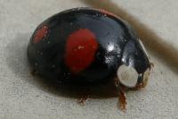 Harmonia axyridis