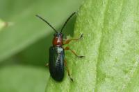 Oulema melanopus/duftschmidi