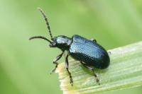 Oulema gallaeciana