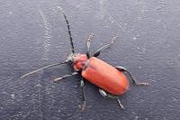 Pyrrhidium sanguineum