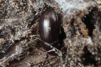 Nalassus laevioctostriatus