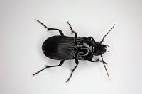 Abax parallelepipedus