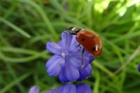 Coccinella septempunctata