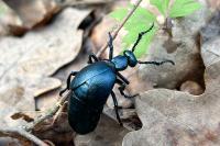Meloe violaceus