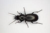 Pterostichus madidus