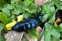Meloe violaceus