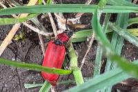 Pyrrhidium sanguineum