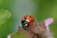 Coccinella septempunctata