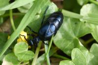 Meloe violaceus