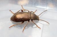 Stenomax aeneus