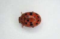 Subcoccinella vigintiquatuorpunctata