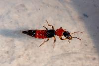 Paederus littoralis