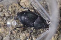 Ablattaria laevigata