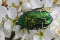 Cetonia aurata