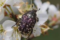 Oxythyrea funesta