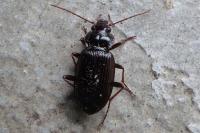 Nebria brevicollis