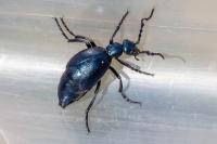 Meloe violaceus