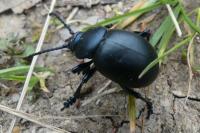 Timarcha tenebricosa