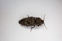 Agrypnus murinus