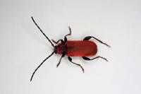 Pyrrhidium sanguineum