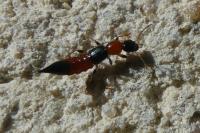 Paederus