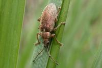 Phyllobius pyri