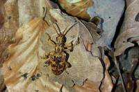 Rhagium sycophanta