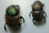 Onthophagus vacca